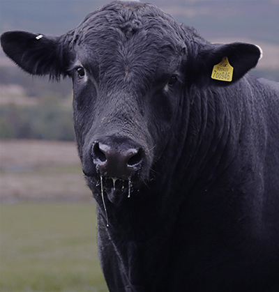 bull face
